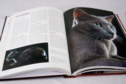 Diagramação do livro Larousse dos Gatos